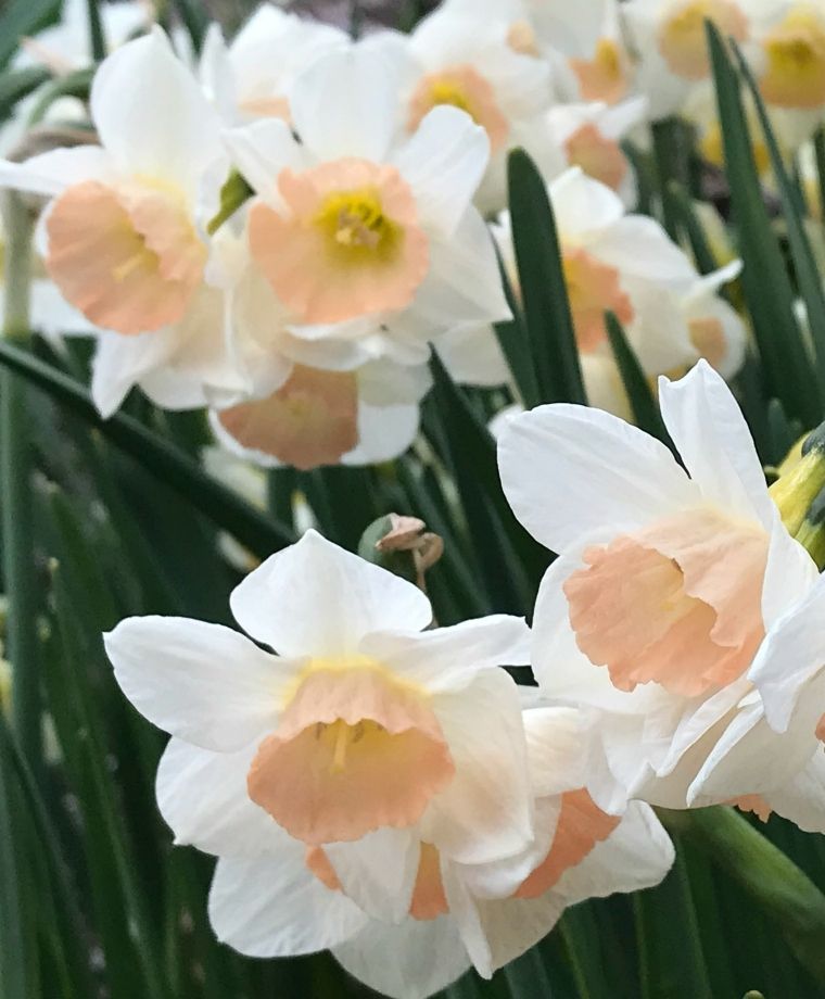 Daffodil Narcissus 'Doll Baby' (6 Pack)