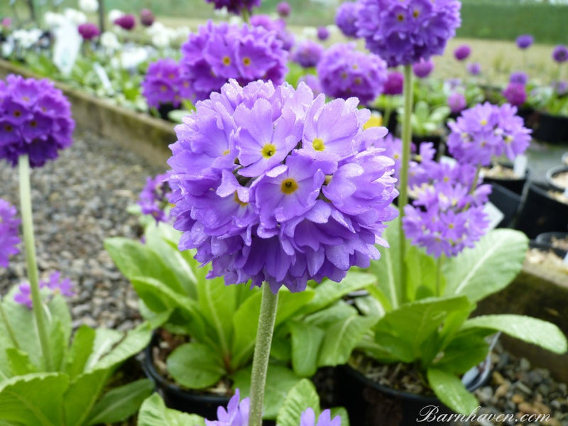 Primula denticulata Blue