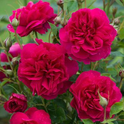Valentine's Day Fragrant Roses