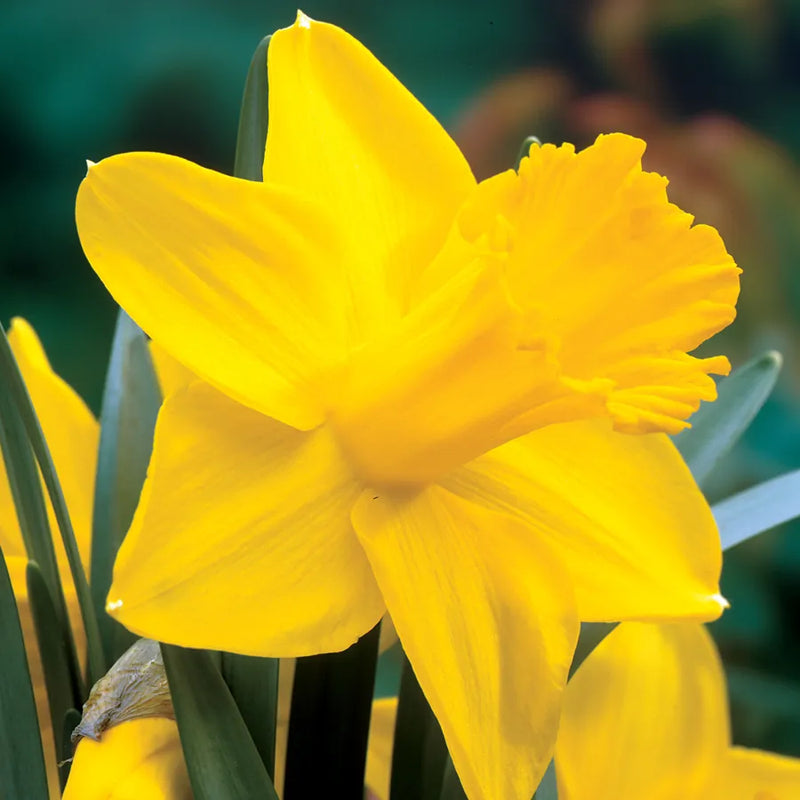 Daffodil Narcissus 'King Alfred' (7 Pack)