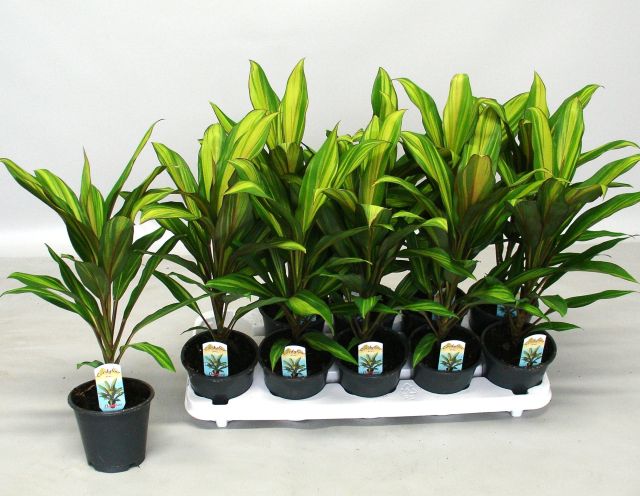 Cordyline Fruticosa 'Kiwi' | Good Luck Plant (P12)