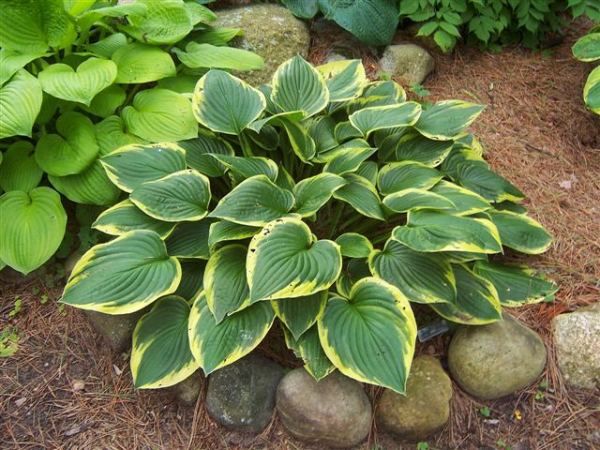 Hosta Fortunei 'Aureomarginata' (3 Litre)