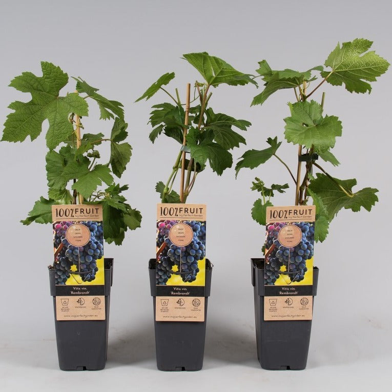 Grape Vine 'Rembrant' Vitis  Rembrandt (2 Litre)