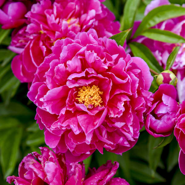 Paeonia Lactiflora | Karl Rosenfield (Peony)