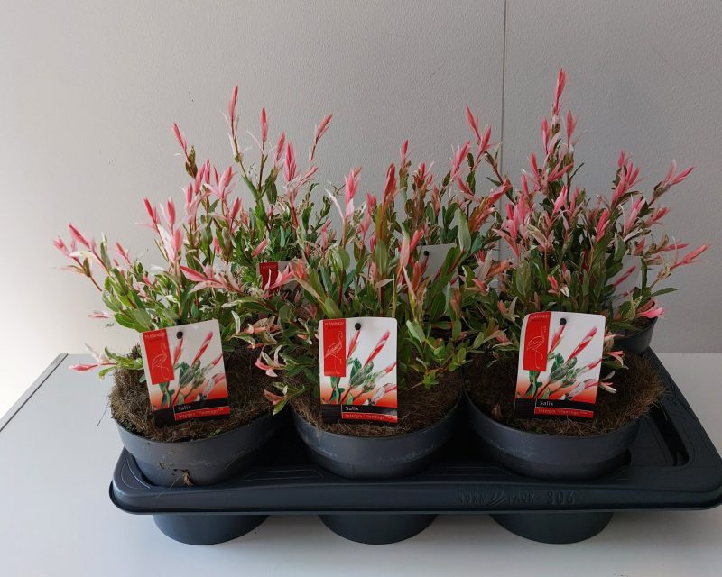 Salix Integra 'Flamingo' (2 Litre)