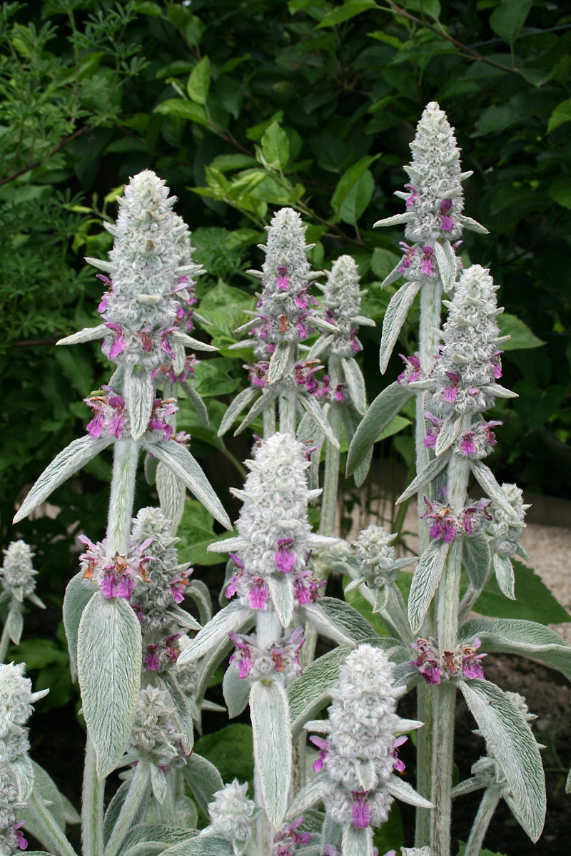 Stachys byzantina | Lamb's Ear (2 Litre)