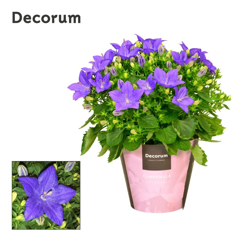 Campanula Isoph 'Napoli' (P11)