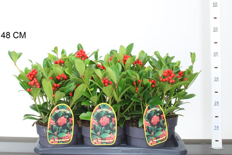 Skimmia Japonica 'Temptation'