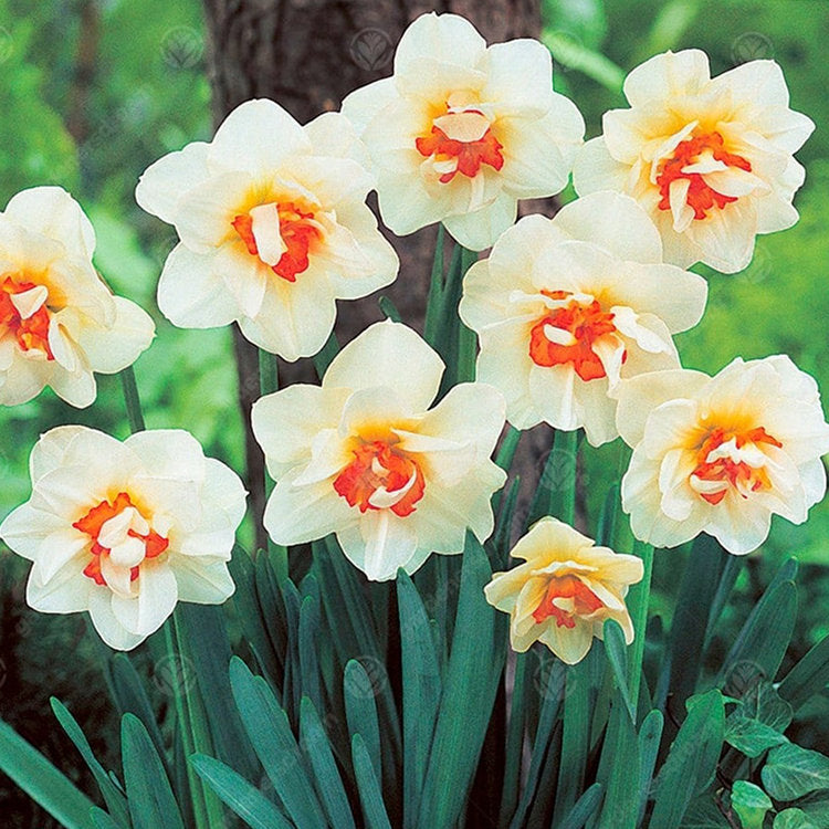 Daffodil Narcissus 'Flower Drift' (5 Pack)