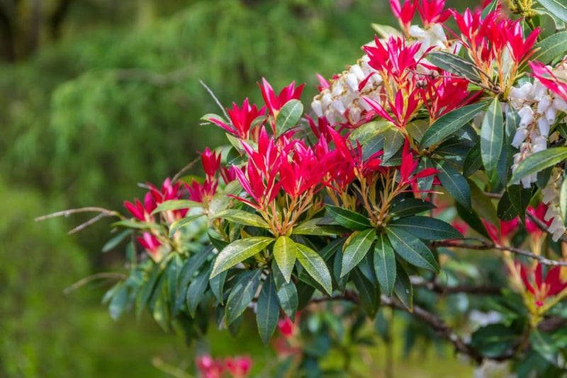 Pieris 'Forest Flame' (5 Litre)
