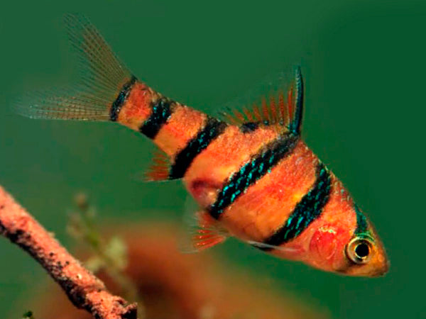Five-Banded Barb | Desmopuntius pentazona