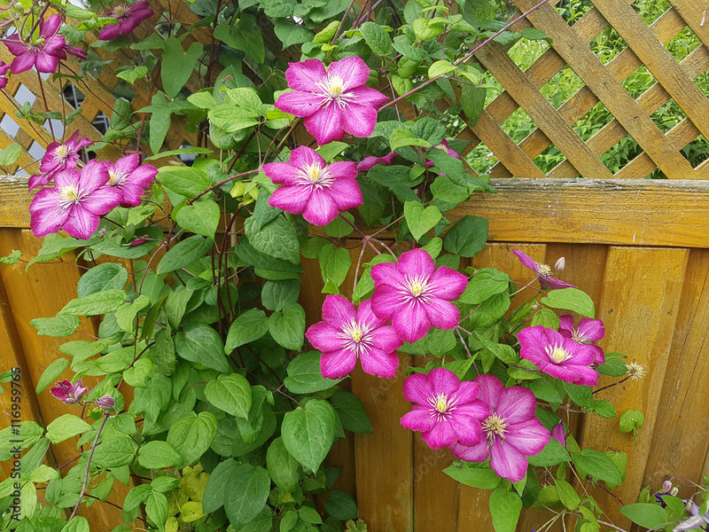 Clematis 'Ville de Lyon' (2.25 litre)