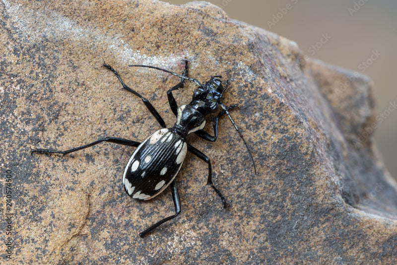 Egyptian Predator Beetle | Anthia sexmaculata