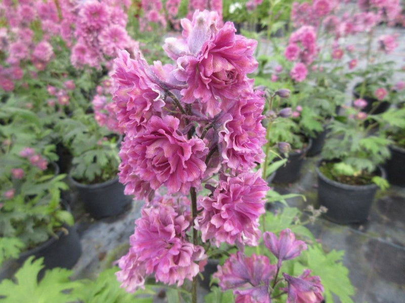 Delphinium Highlander 'Flamenco' (2 Litre)
