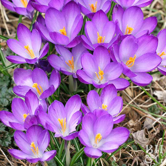 Crocus 'Flower Record' (10 Pack)