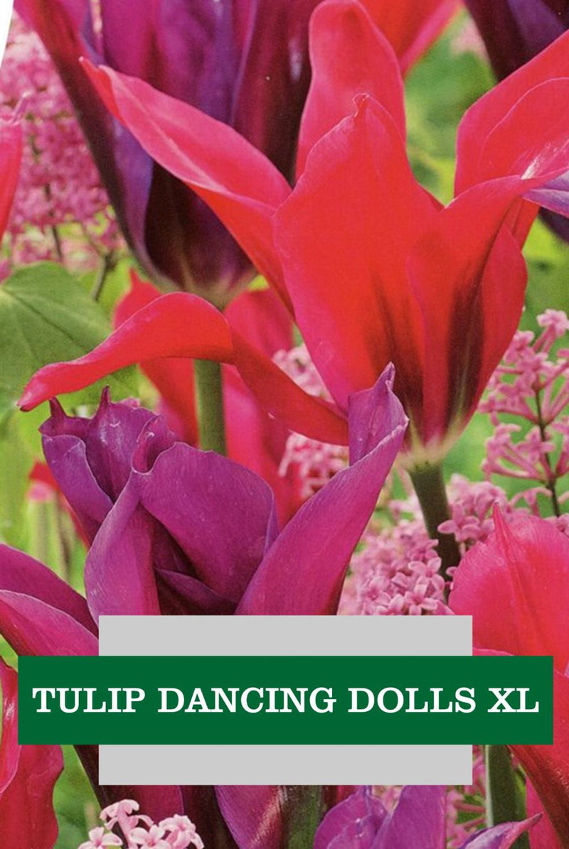 Tulip 'Dancing Dolls' (18 Pack)
