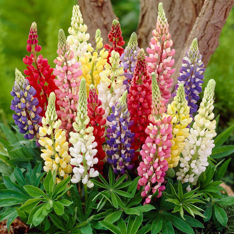 Lupin Gallery Mix 9cm
