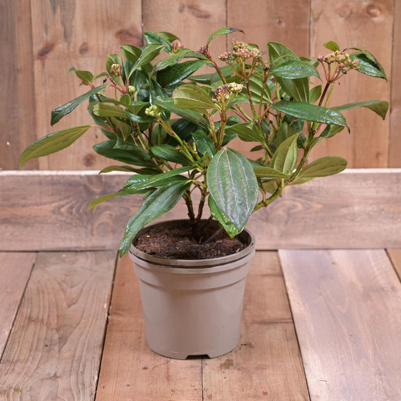 Viburnum davidii 3 Litre