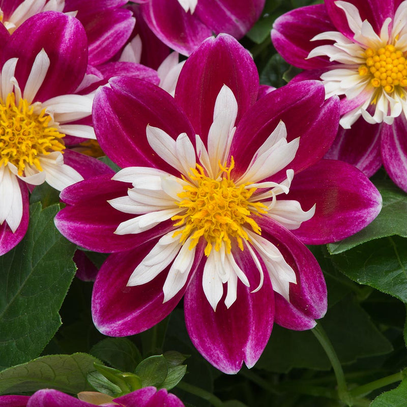 Dahlia Dahlietta 'Surprise Becky'