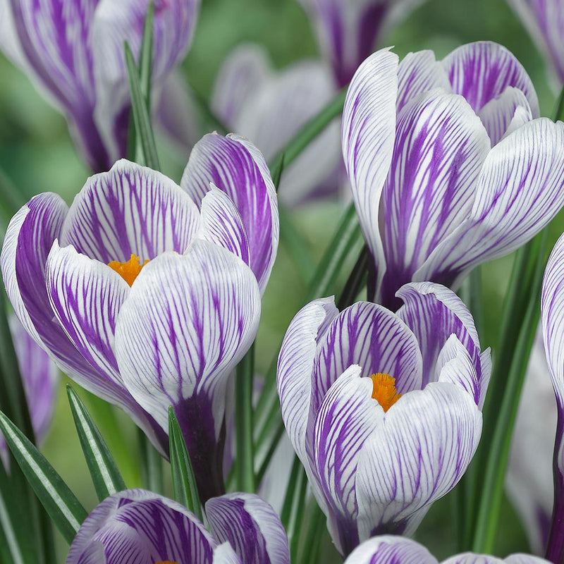 Crocus 'Striped' (10 Pack)