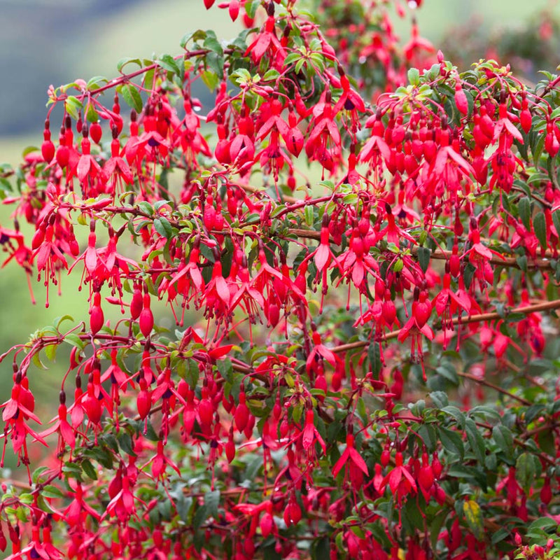 Fuchsia 'Riccartonii' | Red Fuchsia (3 Litre)
