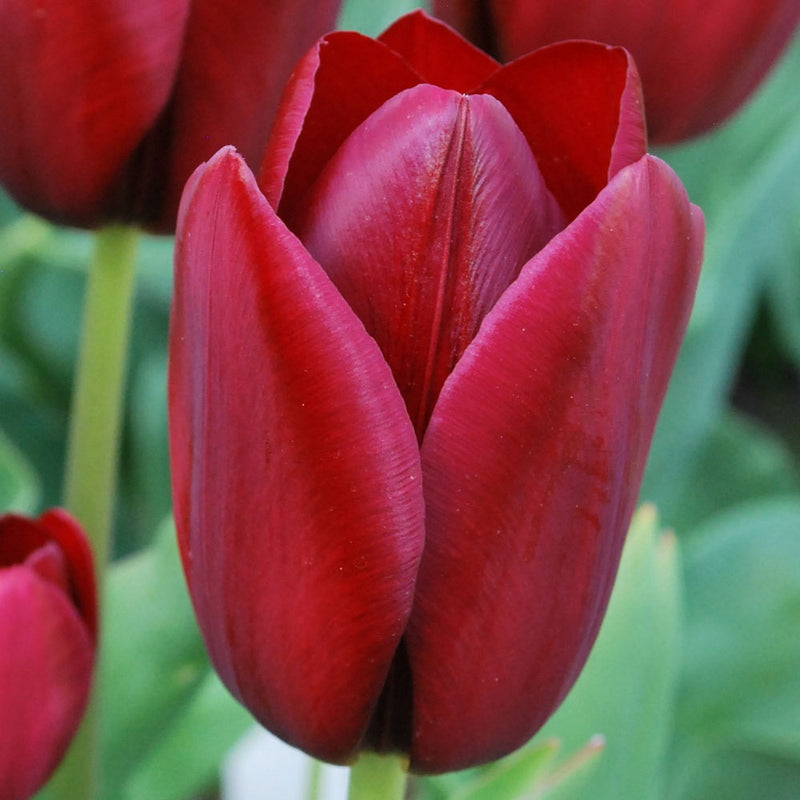 Tulip 'National Velvet' (6 Bulbs Per Pack)