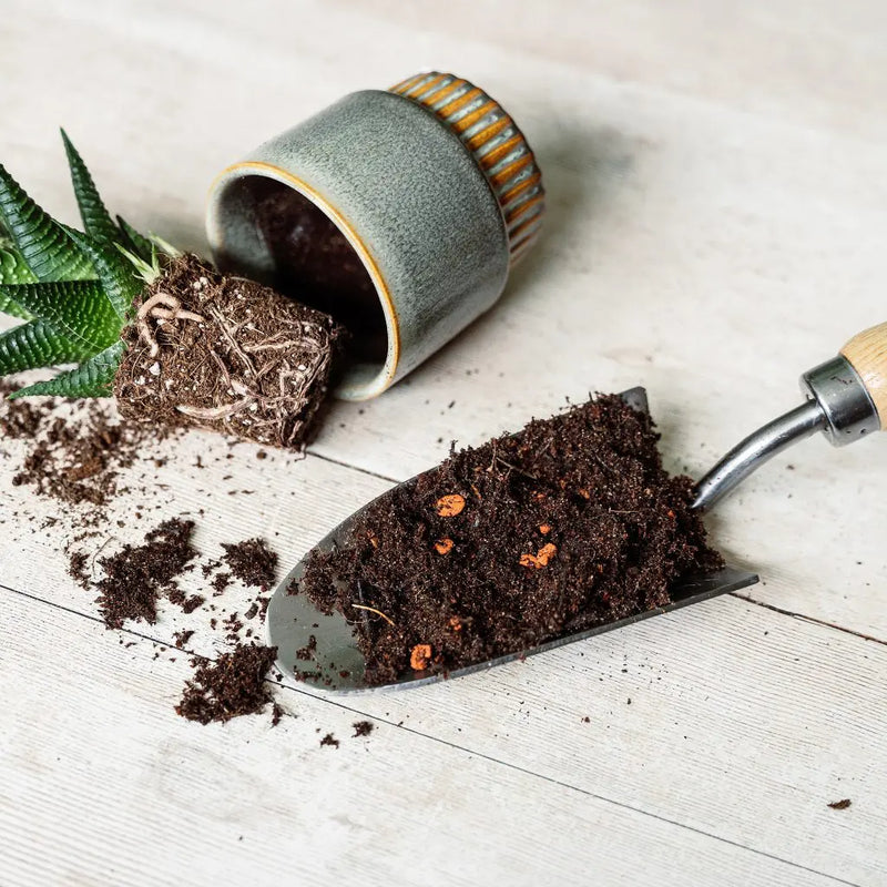 Westland Cacti & Succulent Potting Mix 4 Litre