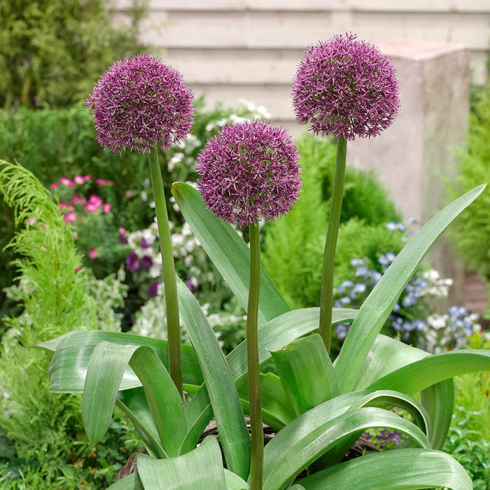 Allium 'Ostara' (5 Pack)
