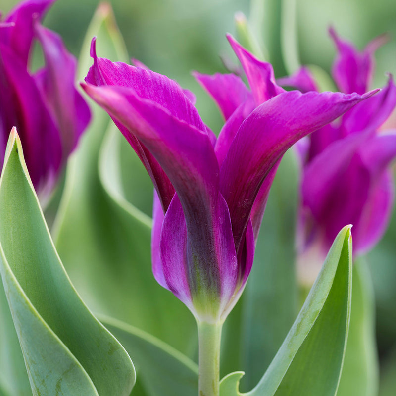 Tulip 'Purple Doll' (10 Pack)