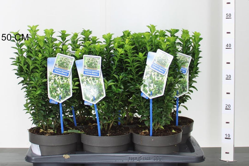 Euonymus japponica 'Paloma Blanca'