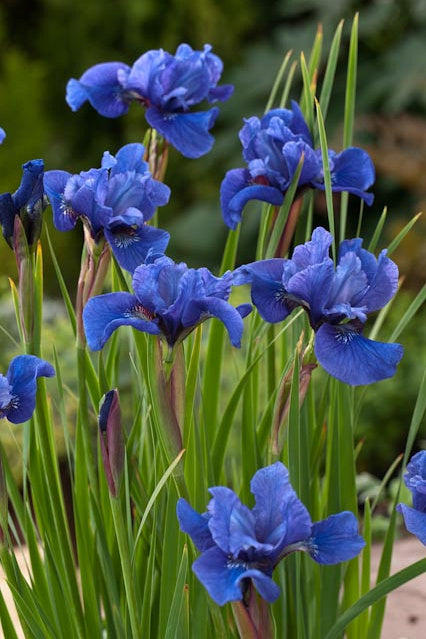 Iris Sibirica 'Ego' (2 Litre)