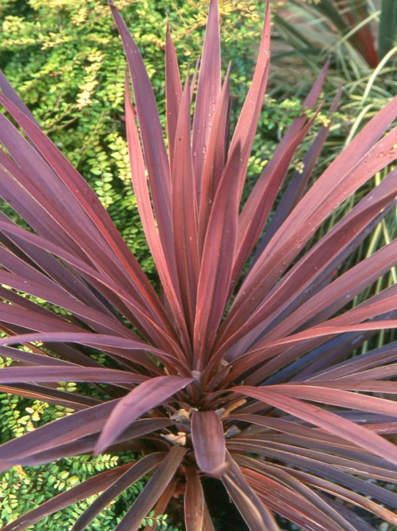 Cordyline australis 'Red Star' (P17)