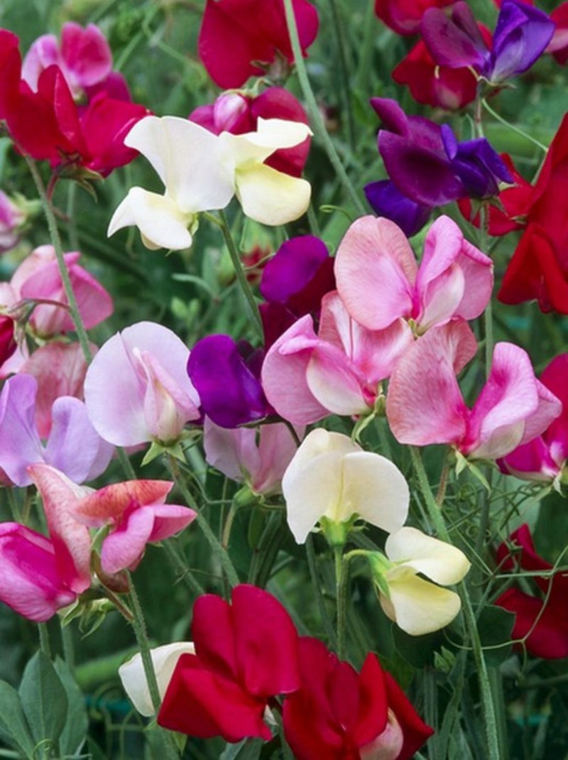 Sweet Pea bedding mix 10.5cm Pot