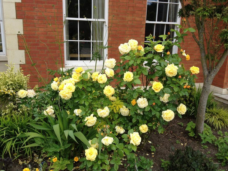 Arthur Bell Floribunda Rose 4.5 Litre