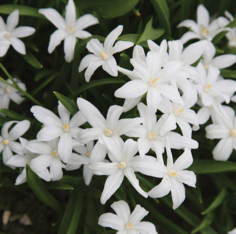 Chionodoxa Luciliae Alba (15 Pack)