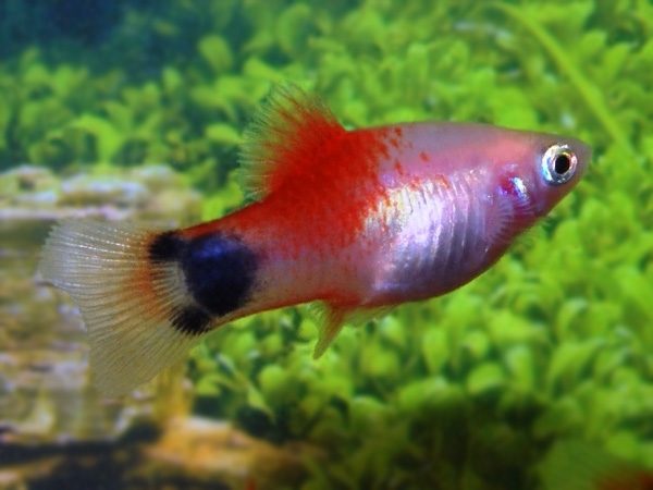 Red Top Mickey Mouse Platy (ML)