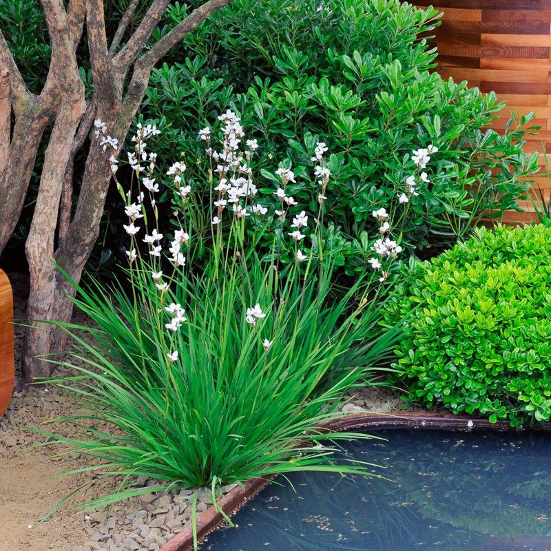 Libertia grandiflora 2 Litre