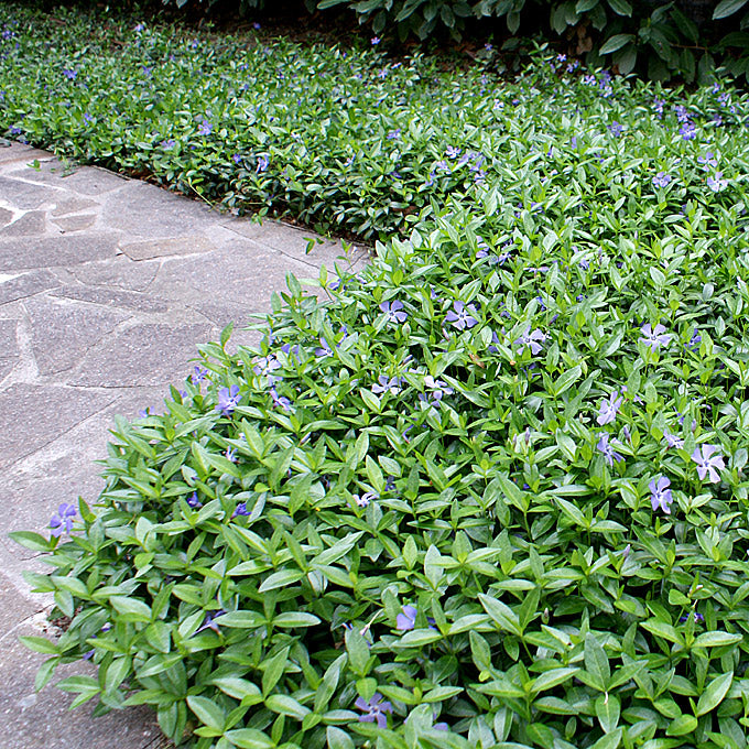 Lesser Periwinkle – Vinca minor