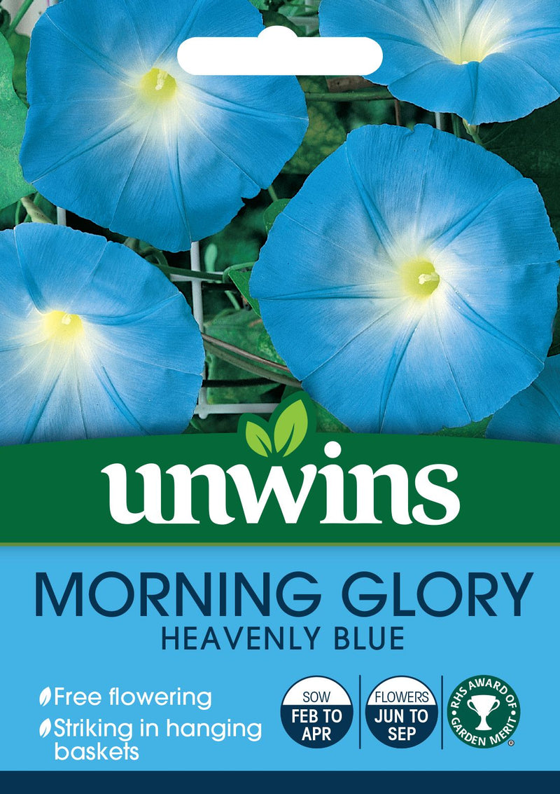Morning Glory Heavenly Blue