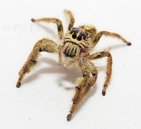 Eyelash Jumping Spider (Hyllus diardi)