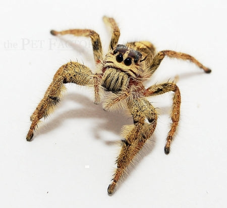 Eyelash Jumpipng Spider | Hyllus diardi