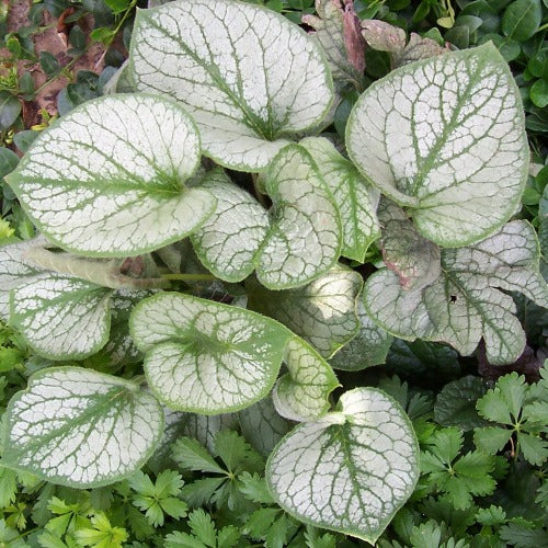 Brunnera macrophylla 'Jack Frost'   2L