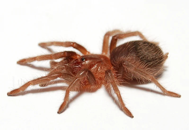 Curly Hair Tarantula | Tliltocatl ( ex. Brachypelma) albopilosus (Med)