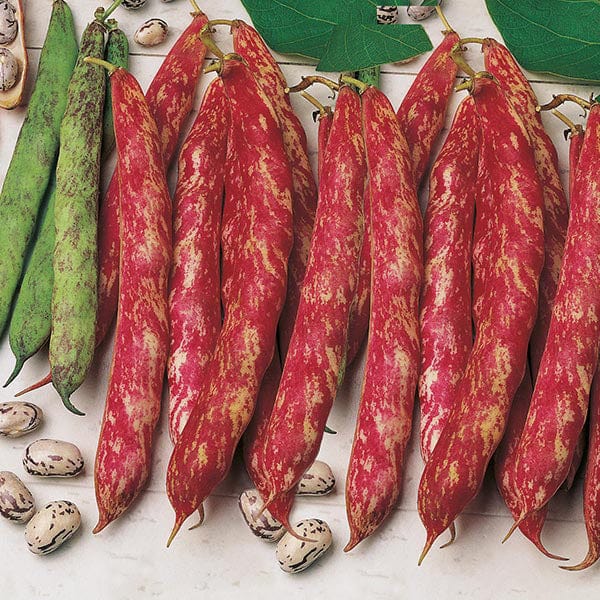 Climbing Bean 'Firetongue'