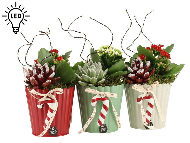 11cm metal Christmas Planter with Echeveria and Kalanchoe with LED lights