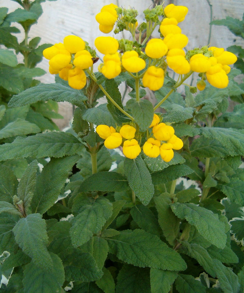 Calceolaria Yellow | Slipper Flowers