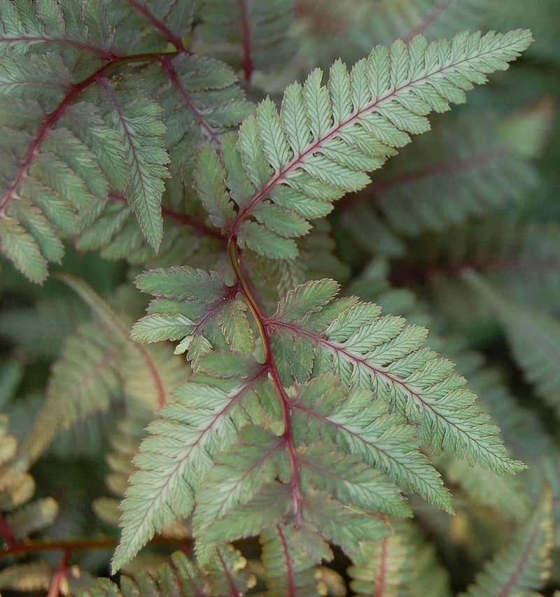 Athyrium niponicum var. pictum | Japanese Painted Fern