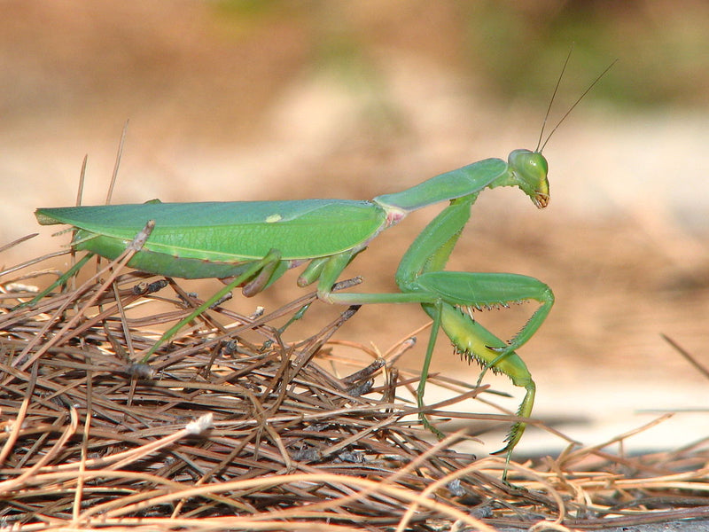 African Praying Mantis | Sphodromantis lineola