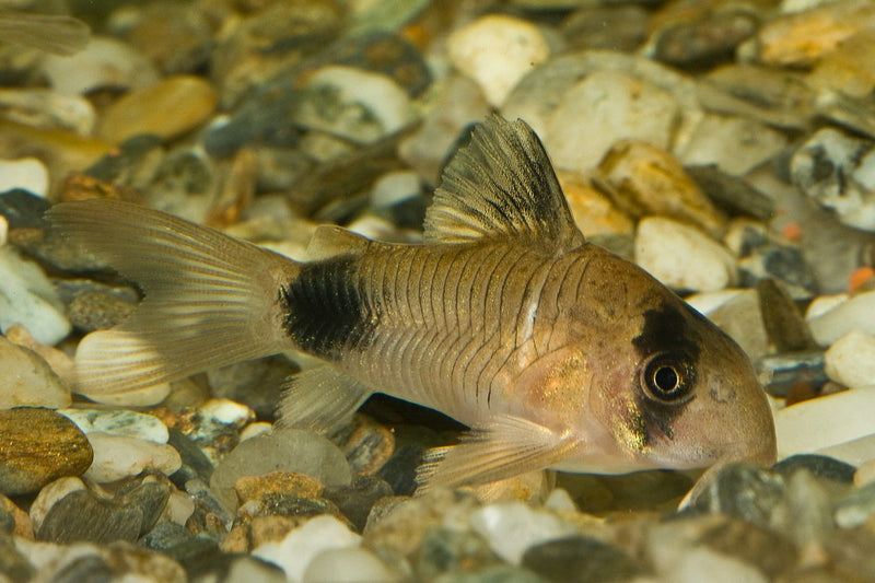 Panda Corydoras Fish TB