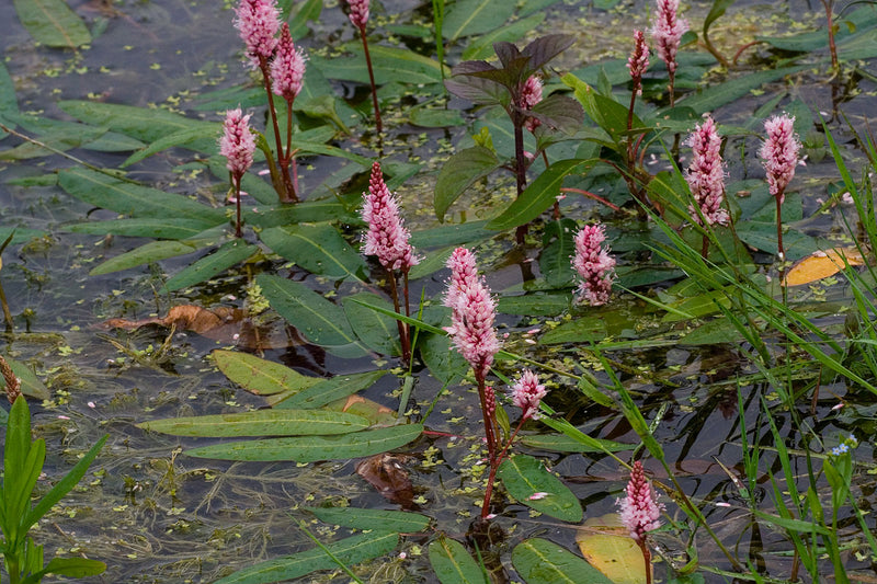 Persicaria amphibia P9